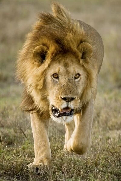 Lion - Male running - Ndutu - Ngorongoro Conservation Area - Tanzania - Africa
