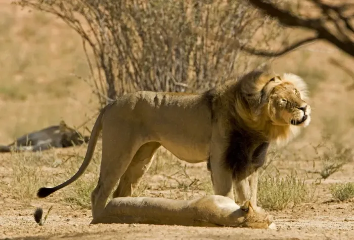 Framed Print : Lion - male shakes his head whilst standing over a female after mating - Kgalagadi Transfrontier Park - Kalahari - South Africa - Africa Framed Print : Lion - male shakes his head whilst standing over a female after mating - Kgalagadi Transfrontier Park - Kalahari - South Africa - Africa