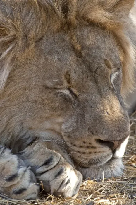 Framed Print : Lion - male sleeping - Mashatu Game Reserve - Botswana Framed Print : Lion - male sleeping - Mashatu Game Reserve - Botswana