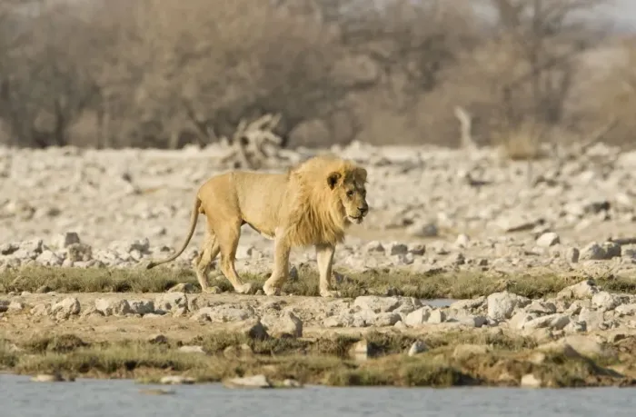 Framed Print : Lion Male walking beside a water hole Etosha National Park, Namibia, Africa Framed Print : Lion Male walking beside a water hole Etosha National Park, Namibia, Africa
