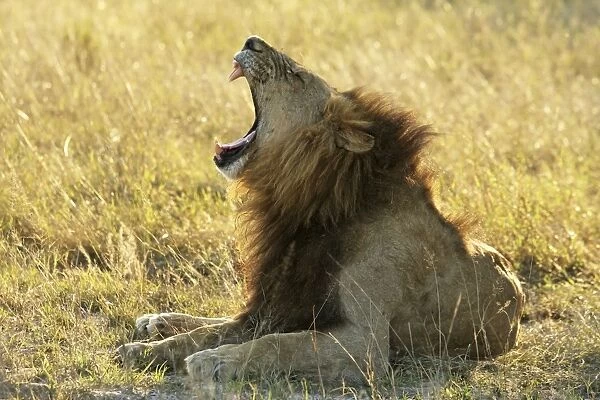 Lion - male yawning. SM-2751. Lion - male yawning