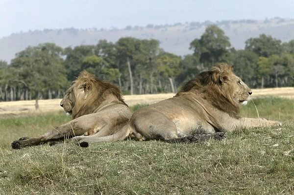 Lion - two males resting. Kenya - Africa