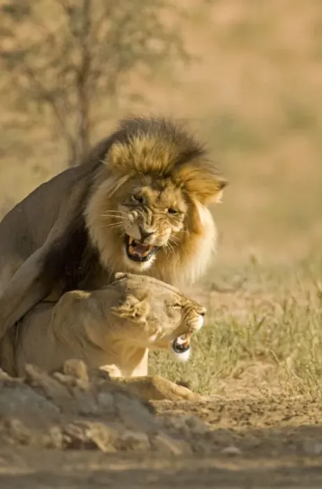 Framed Print : Lion - mating pair - Kgalagadi Transfrontier Park - Kalahari - South Africa - Africa Framed Print : Lion - mating pair - Kgalagadi Transfrontier Park - Kalahari - South Africa - Africa