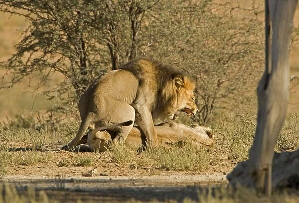 Lion - mating pair - the male snarls with the female twisting - Kgalagadi Transfrontier Park - Kalahari - South Africa - Africa