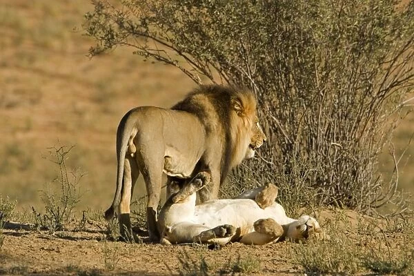 Lion - mating pair - the male standing over the female after mating - Kgalagadi Transfrontier Park - Kalahari - South Africa - Africa
