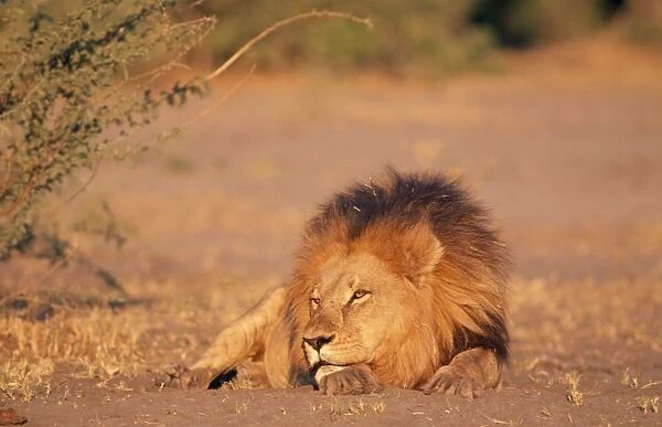 Lion Mombo, Moremi, Botswana, Africa