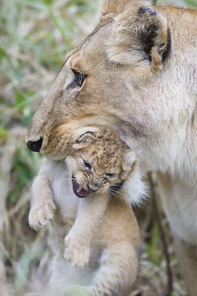 Lion - mother carrying cub in mouth - Masai Mara Triangle - Kenya