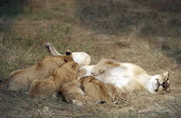 Lion - mother feeding young