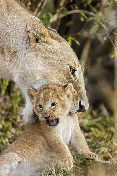 Lion - mother picking up 3-4 week old cub in mouth - Masai Mara Reserve - Kenya Digitally removed grass in foreground