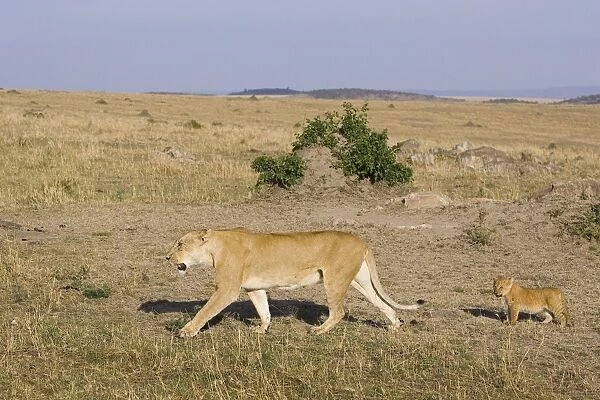 Lion - mother walking with 7-8 week old cubs - Masai Mara Reserve - Kenya