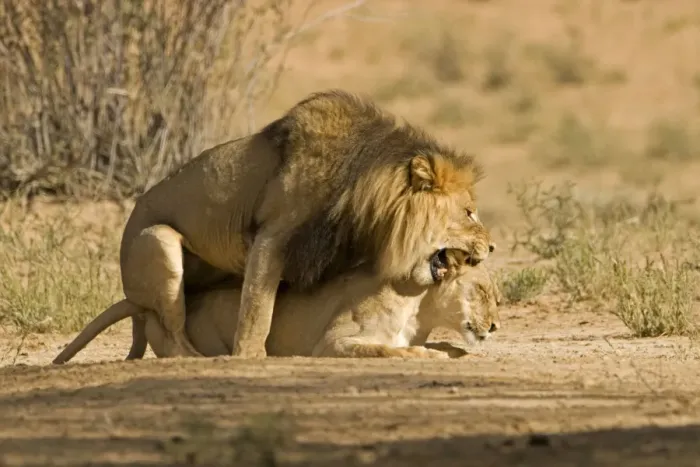 Framed Print : Lion - pair mating with the male snarling and biting the females head and neck Kgalagadi Transfrontier Park - Kalahari - South Africa - Africa Framed Print : Lion - pair mating with the male snarling and biting the females head and neck Kgalagadi Transfrontier Park - Kalahari - South Africa - Africa