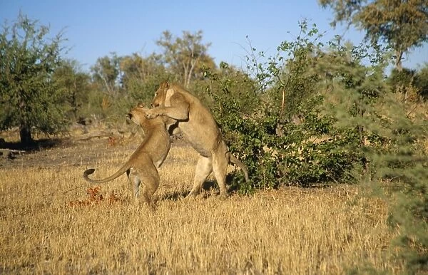 Lion - pair play fighting Chobe National Park, Botswana
