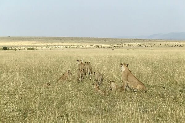 Lion - pide of female & young. Kenya, Africa