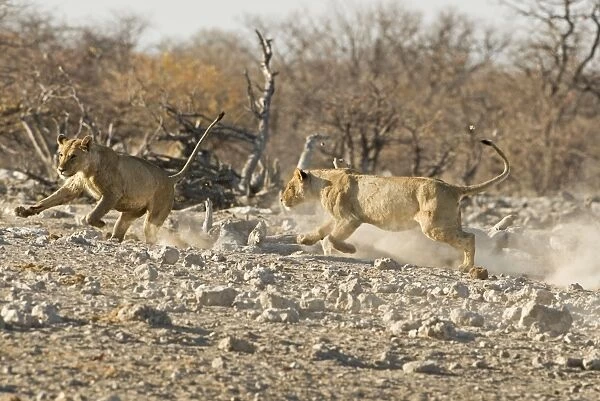 Lion Playfully chasing each other Etosha National Park, Namibia, Africa