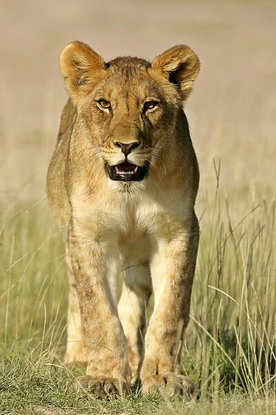 Lion portrait of a young lion standing in grass savanna Etosha National Park, Namibia, Africa