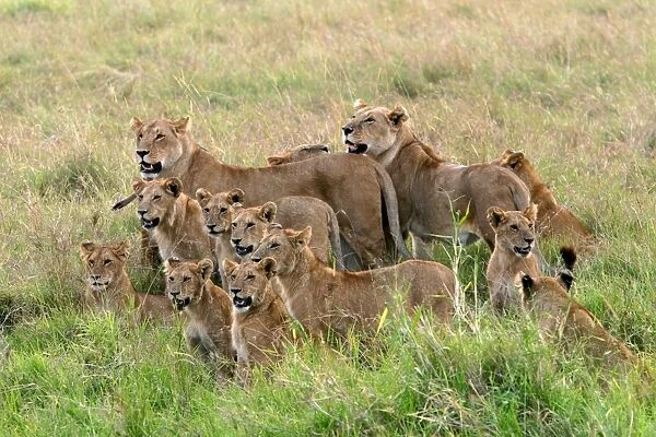 Lion Pride of lions Maasai Mara, Africa