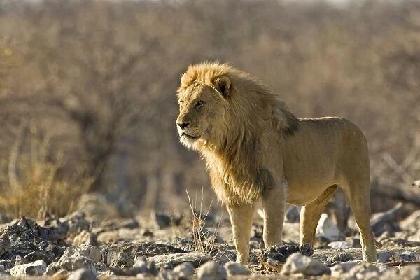 Lion Pride male in early morning light Etosha National Park, Namibia, Africa