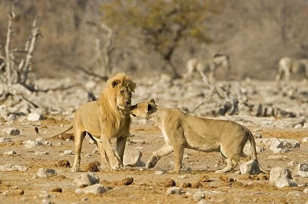 Lion Pride male and female mating display Etosha National Park, Namibia, Africa