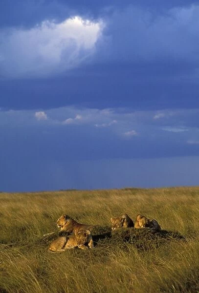 Lion - pride resting on mound. Maasai Mara - Kenya - Africa