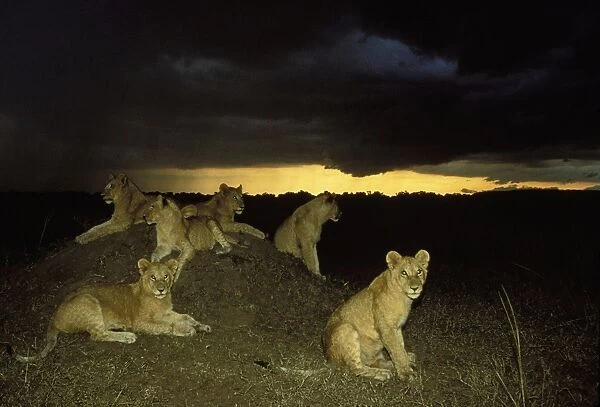 Lion - pride resting on mound at night. Maasai Mara - Kenya - Africa