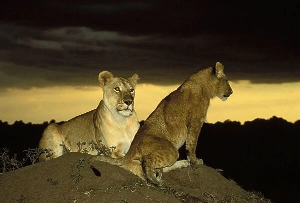Lion - two resting on mound at night. Maasai Mara - Kenya - Africa