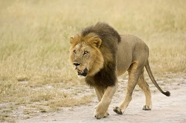 Lion - on road pusuing rival from territory - Kalahari - Botswana