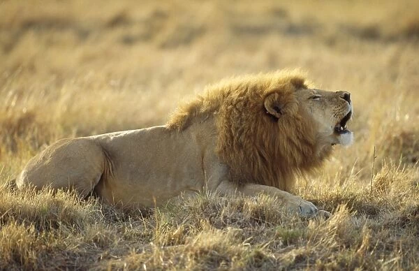 Lion - roaring
