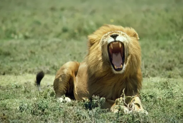 Framed Print : Lion - roaring - Tanzania - Africa Framed Print : Lion - roaring - Tanzania - Africa