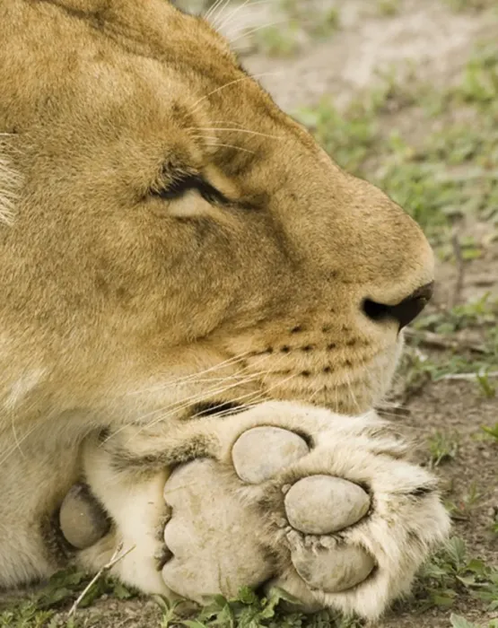 Framed Print : Lion sleeping on paw - Ngorongoro - Tanzania - Africa Framed Print : Lion sleeping on paw - Ngorongoro - Tanzania - Africa