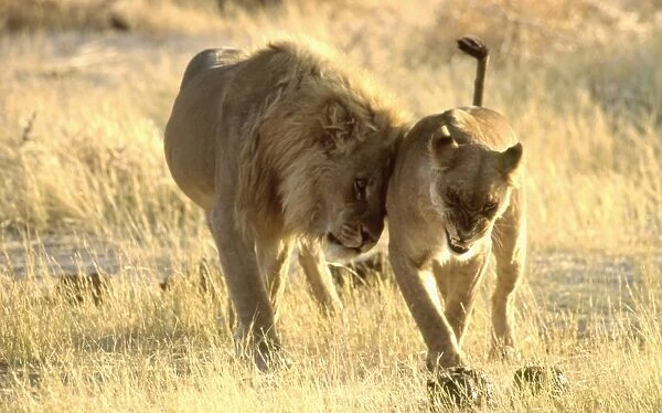 Lion and snarling Lioness CRH 904 Lionesses are initially uncomfortable with new pride males after a take-over - Moremi, Botswana Panthera leo © Chris Harvey  /  ARDEA LONDON