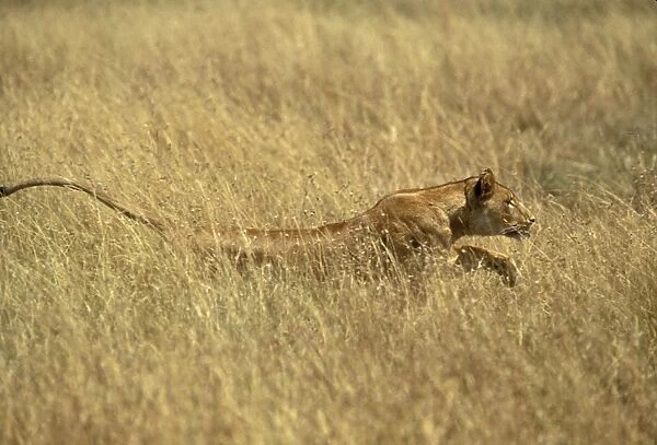 Lion - stalking. Maasai Mara - Kenya - Africa