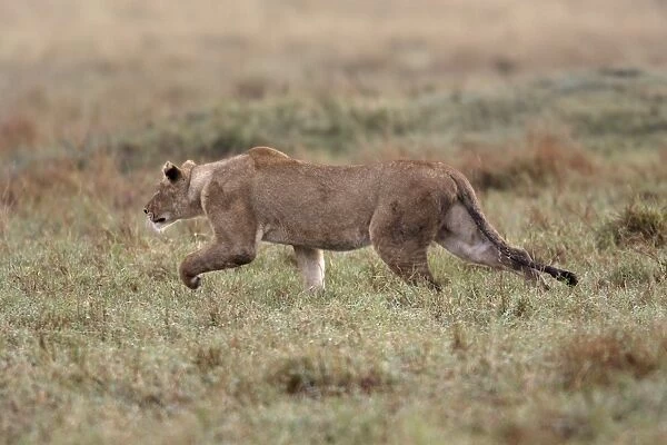 Lion - stalking. Maasai Mara National Park, Kenya, Africa