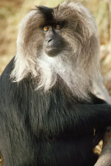 Framed Print : Lion-tailed Macaque Framed Print : Lion-tailed Macaque
