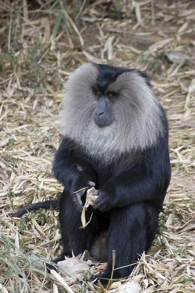Lion tailed Macaque, male, SW India