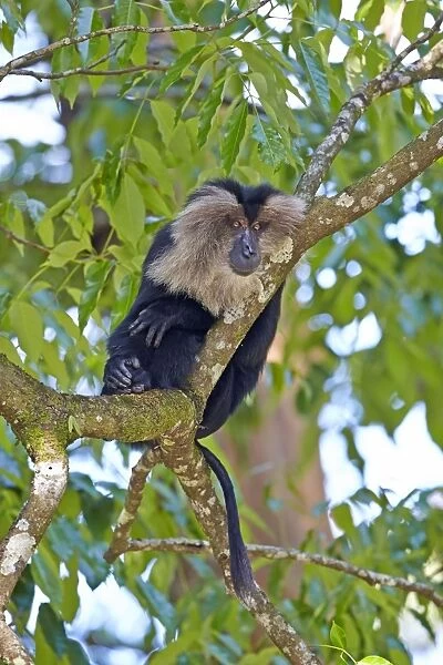 Lion-tailed Macaque  /  Wanderoo adult dominant male