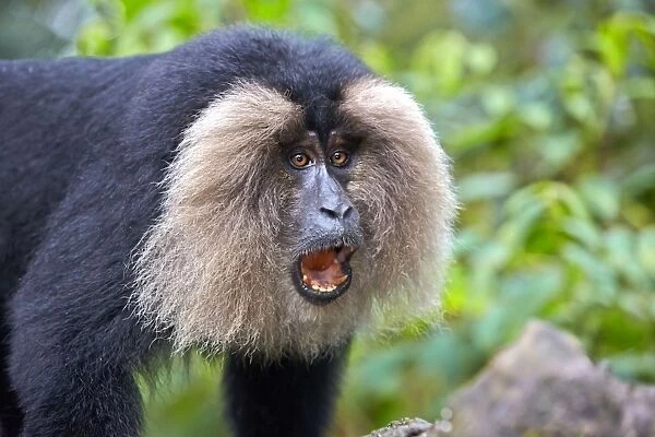 Lion-tailed Macaque  /  Wanderoo adult male with dominant