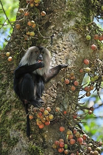 Lion-tailed Macaque  /  Wanderoo on fig tree feeding