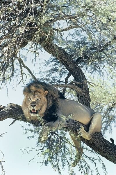 Lion - in tree Kalahari deset, Africa