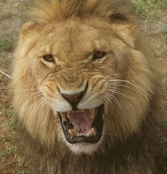 Lion WAT 6065 Panthera leo © M. Watson  /  ARDEA LONDON