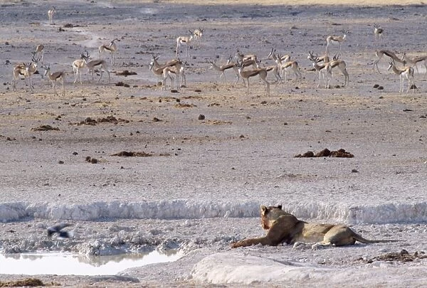 Lion - at waterhole Etosha, Namibia