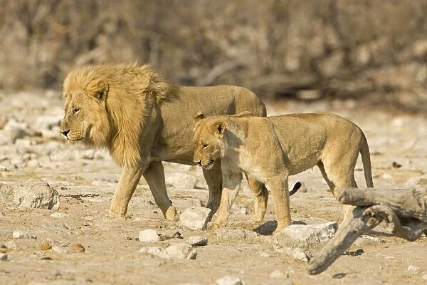 Lion Young female and pride male side by side Etosha National Park, Namibia, Africa