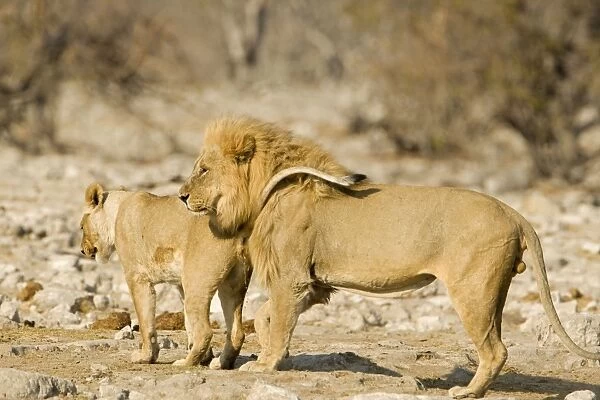 Lion Young female urinating infront of a male Etosha National Park, Namibia, Africa