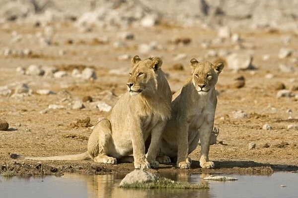 Lion Young male and female side by side Etosha National Park, Namibia, Africa