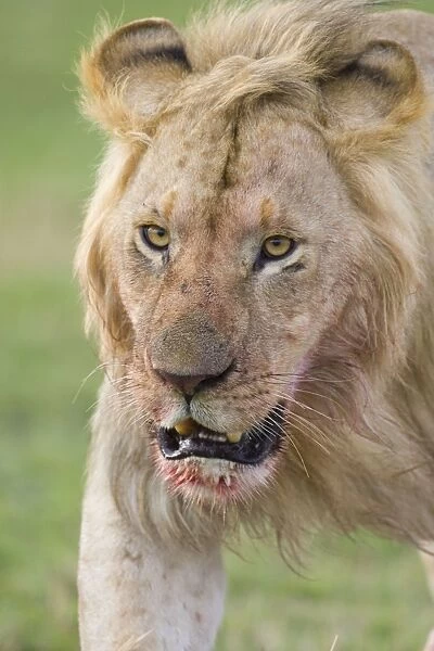 Lion - young male - Masai Mara Triangle - Kenya