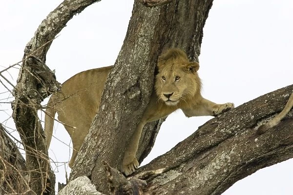 Lion - Young male Serengeti National Park, Tanzania