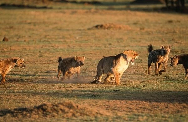 Lioness CK 3712 Having confrontation with Spotted Hyaena, Masai Mara National Park, Africa. Panther leo  /  Crocuta crocuta © Chris Knights  /  ARDEA LONDON
