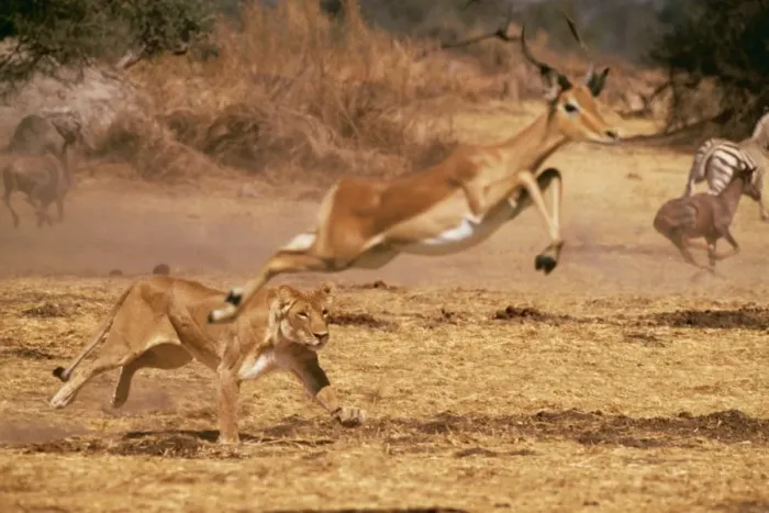 Framed Print : Lioness CRH 404 Chasing impala. Moremi Botswana Panthera leo / Aepyceros melampus © Chris Harvey / ARDEA LONDON Framed Print : Lioness CRH 404 Chasing impala. Moremi Botswana Panthera leo / Aepyceros melampus © Chris Harvey / ARDEA LONDON