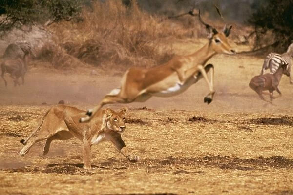 Lioness CRH 404 Chasing impala. Moremi Botswana Panthera leo  /  Aepyceros melampus © Chris Harvey  /  ARDEA LONDON