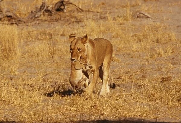 Lioness CRH 652 Carrying cub, Botawana Panthera leo © Chris Harvey  /  ARDEA LONDON