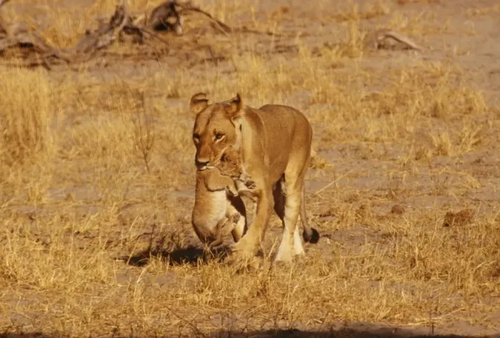 Framed Print : Lioness CRH 652 Carrying cub, Botawana Panthera leo © Chris Harvey / ARDEA LONDON Framed Print : Lioness CRH 652 Carrying cub, Botawana Panthera leo © Chris Harvey / ARDEA LONDON